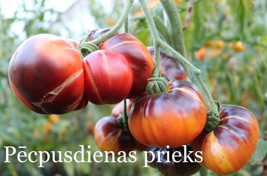 Pēcpusdienas prieks (tomāta stāds no kastes)